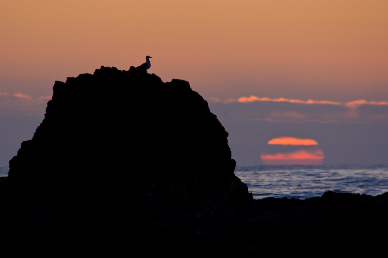 Sun Going Down Behind Gull Silhouetted On Seastack